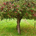 Apple tree